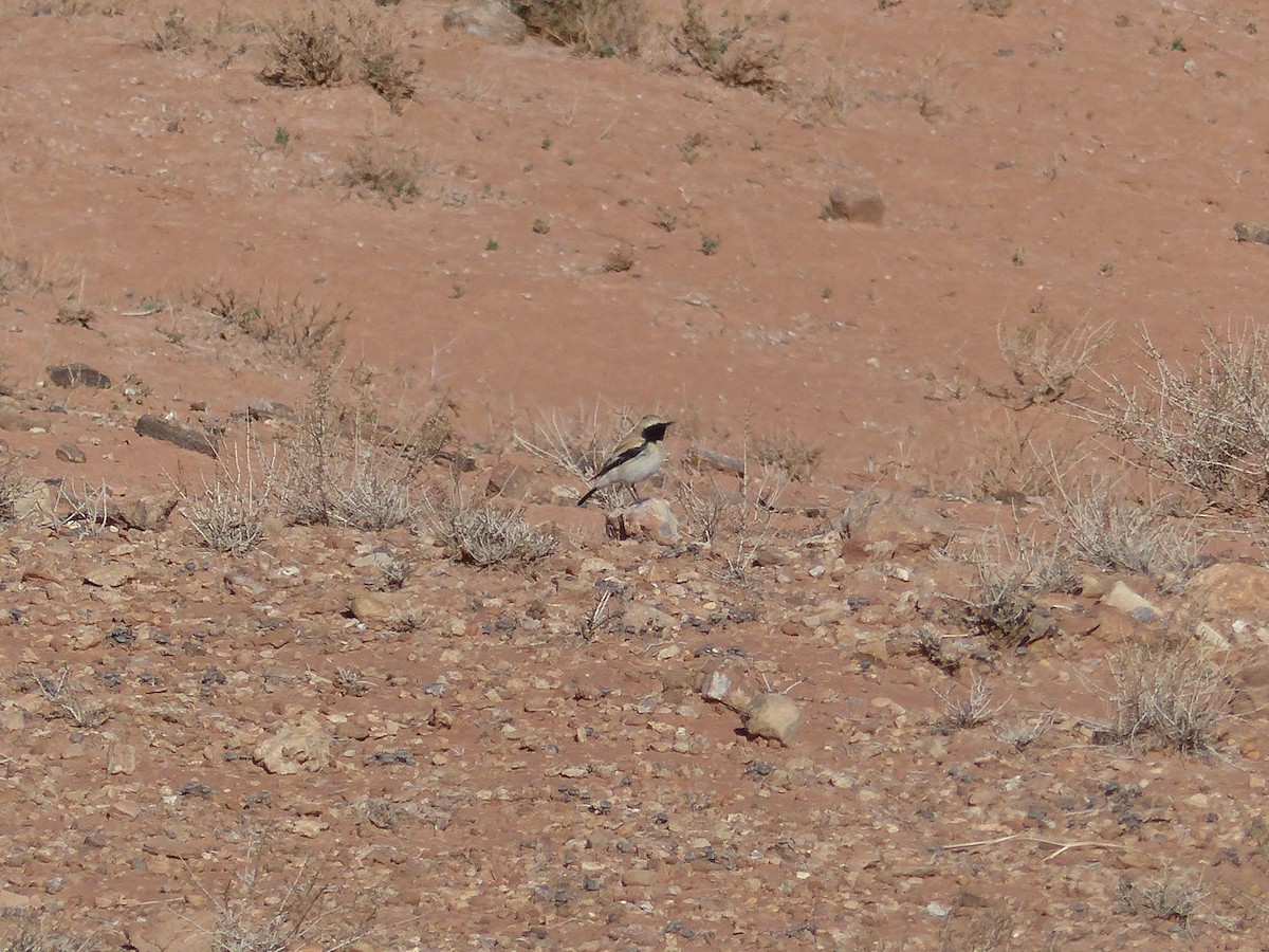סלעית מדבר - ML645552089
