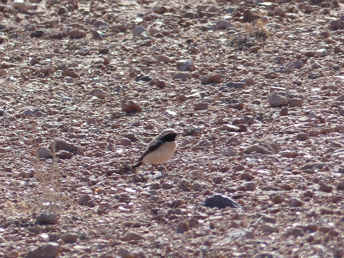 סלעית מדבר - ML645552090