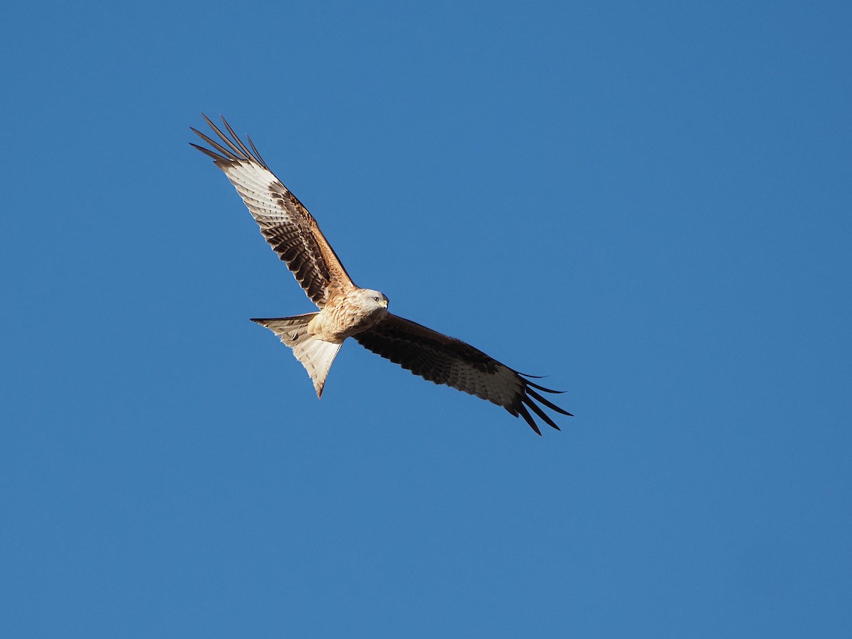 Red Kite - ML645552092