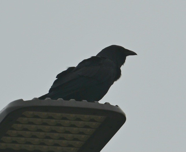 Corneille de rivage - ML645552095