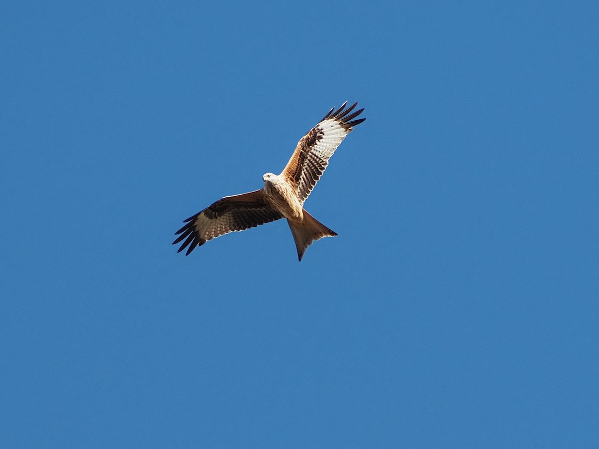 Red Kite - ML645552110