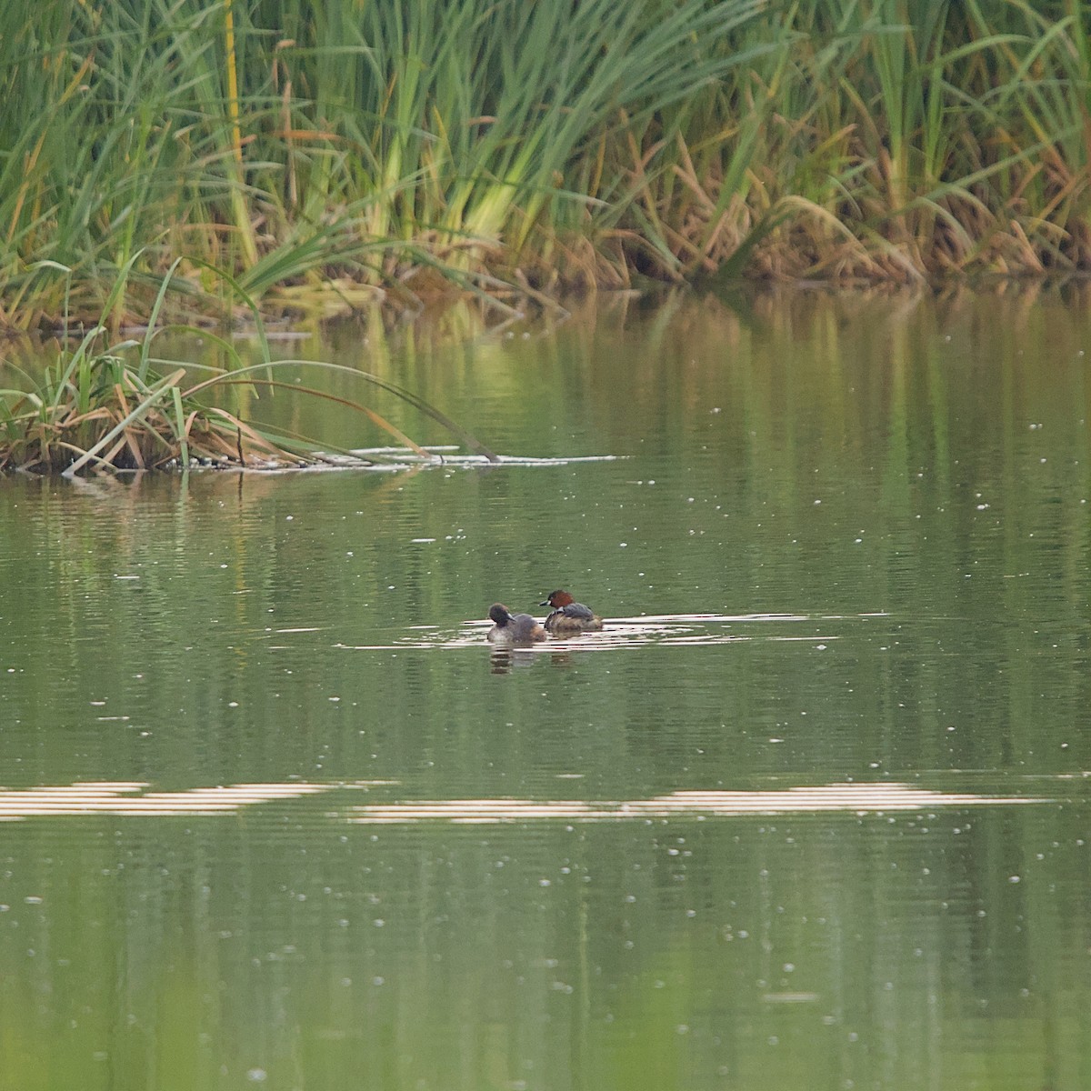 Little Grebe - ML645552111