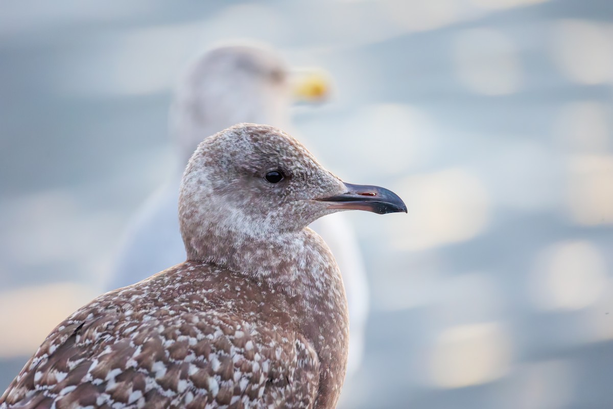 アイスランドカモメ（亜種 カナダカモメ） - ML645552125
