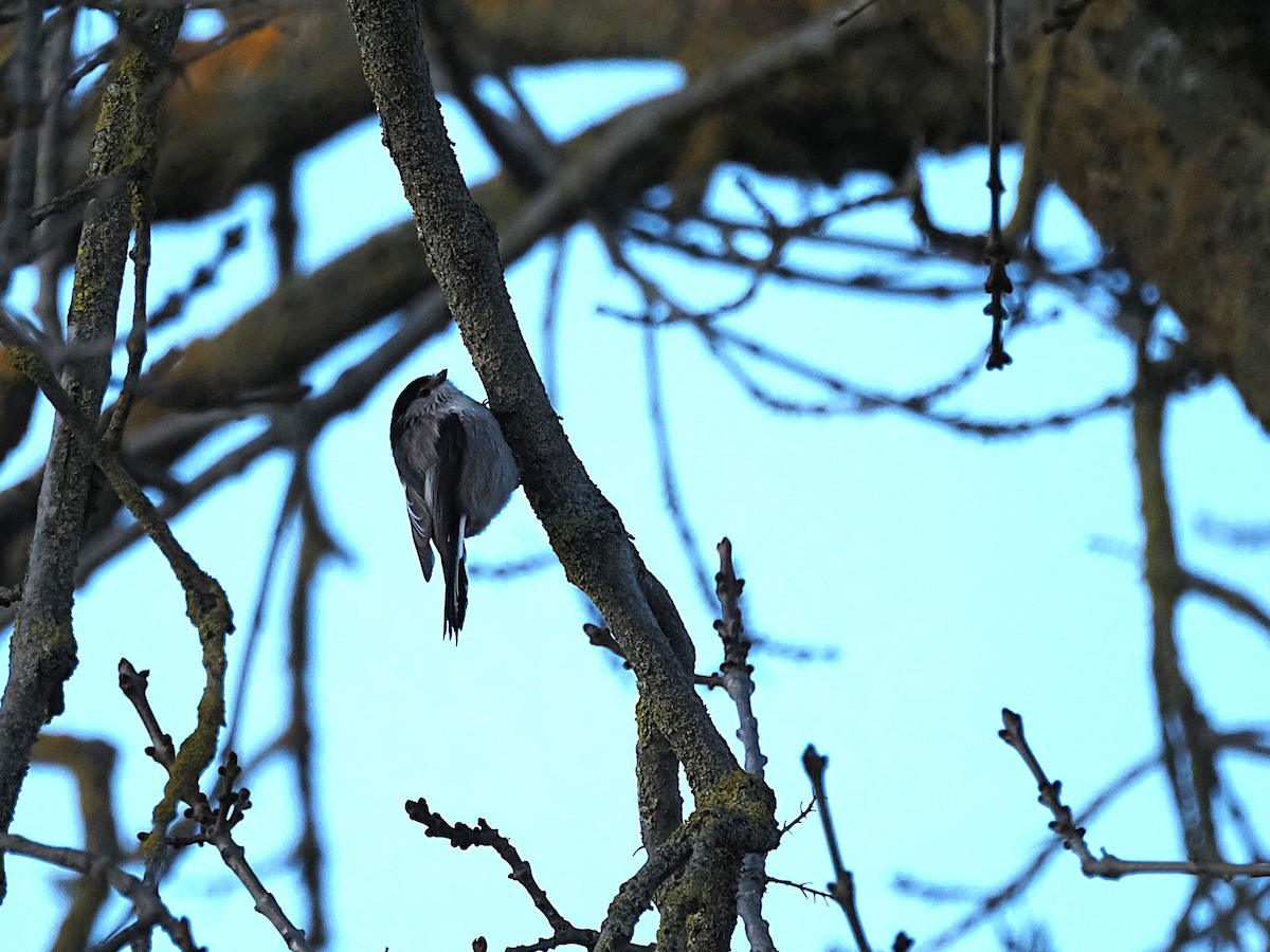 Long-tailed Tit - ML645552134