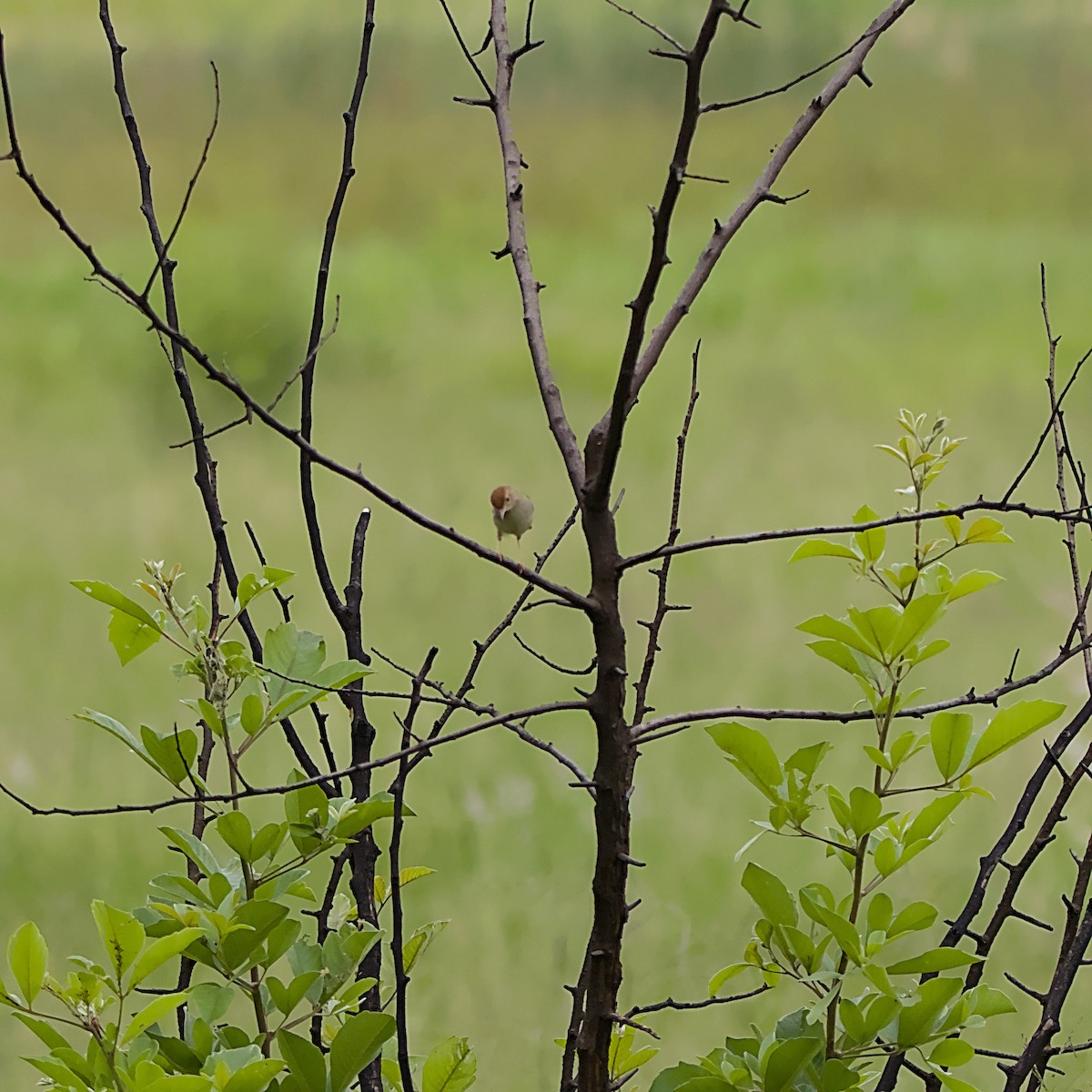 Piping Cisticola - ML645552135