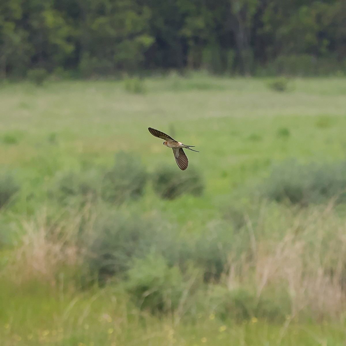 Greater Striped Swallow - ML645552139