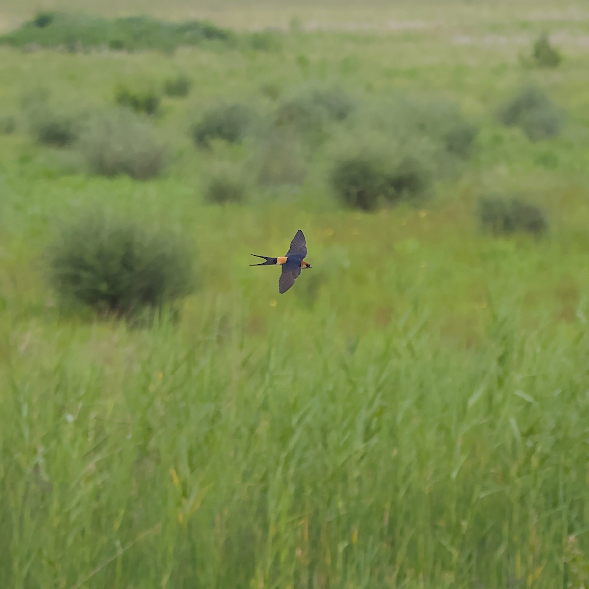 Greater Striped Swallow - ML645552140