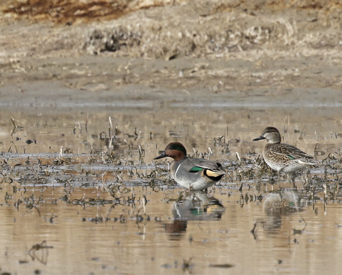 Sarcelle d'hiver - ML645552141