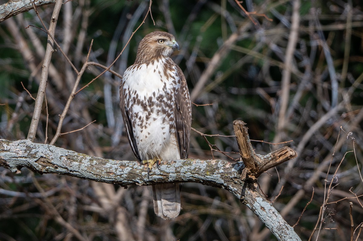 Red-tailed Hawk - ML645552142