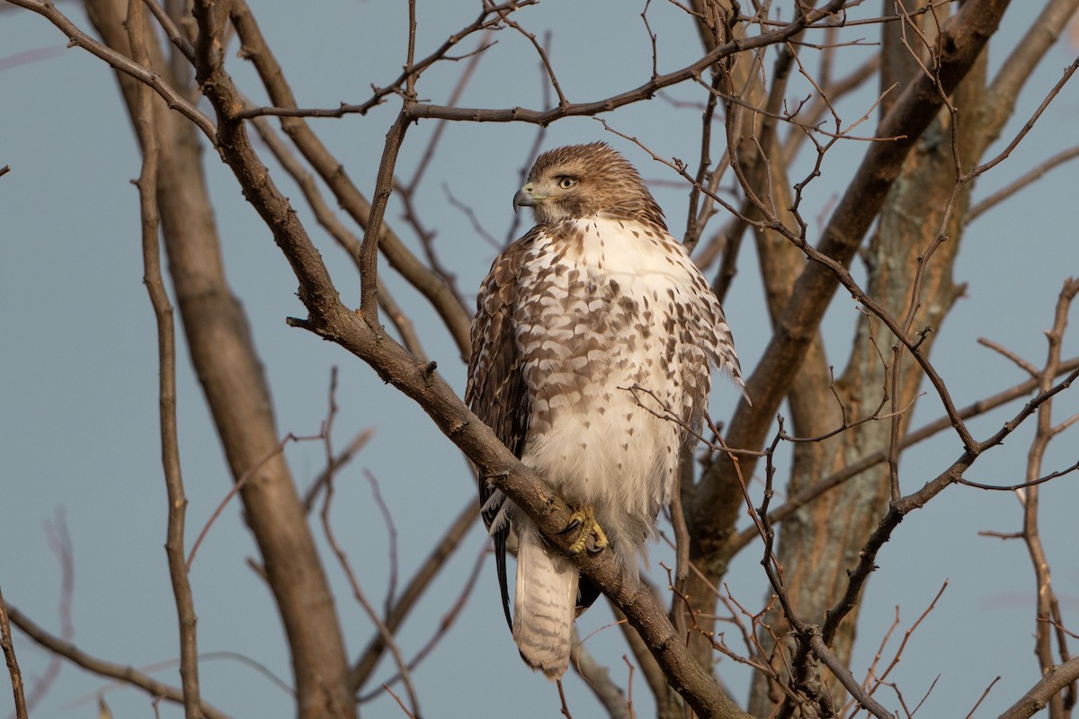 Red-tailed Hawk - ML645552144