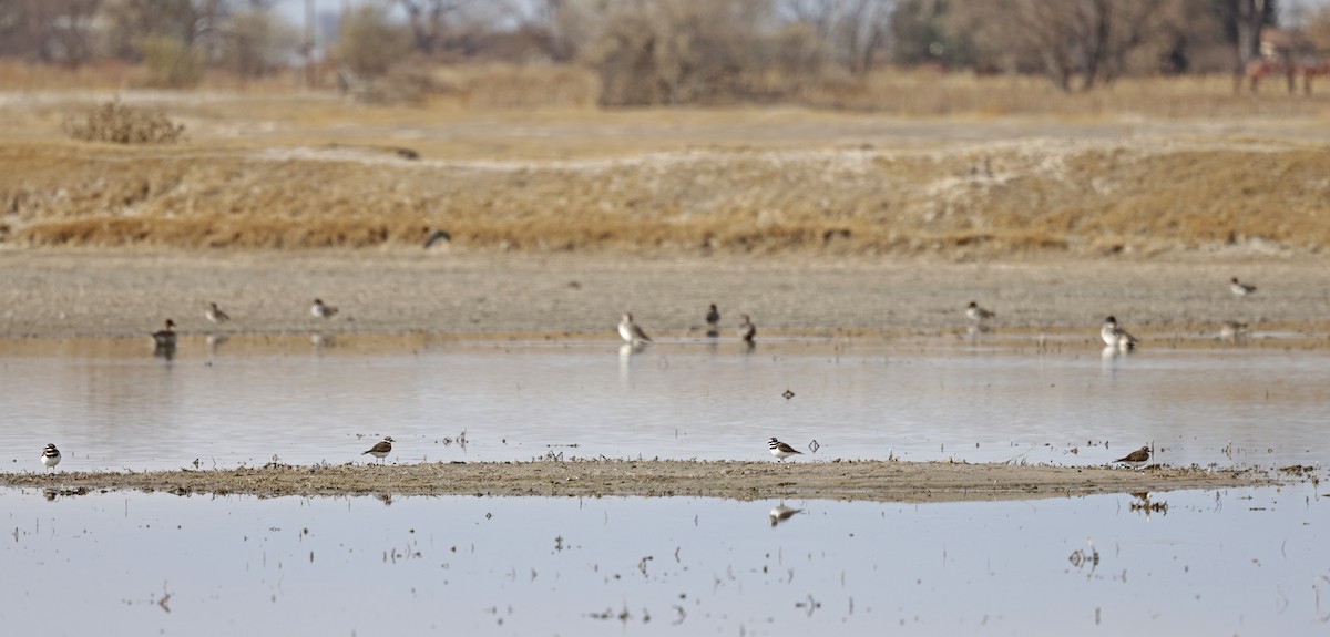 Pluvier kildir - ML645552148