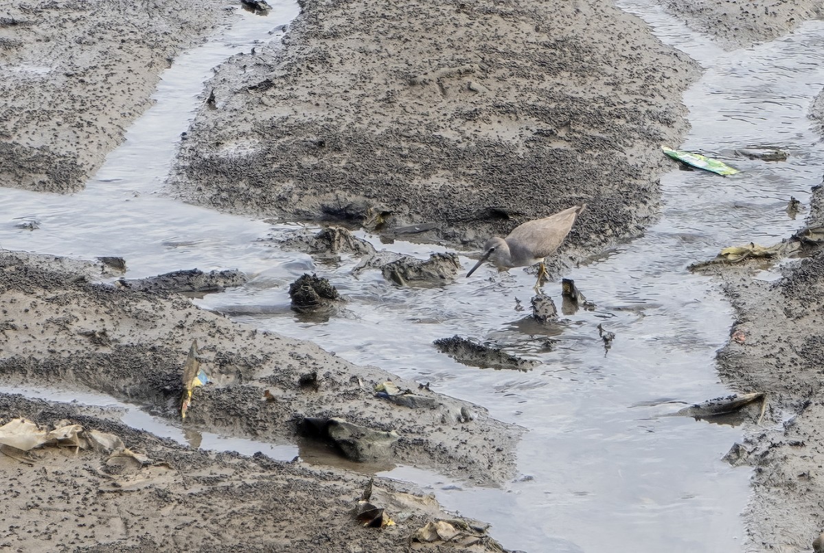 Chevalier de Sibérie - ML645552150