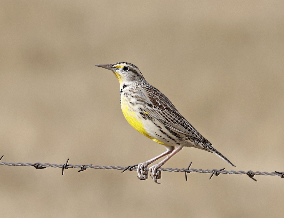 Sturnelle de l'Ouest - ML645552154