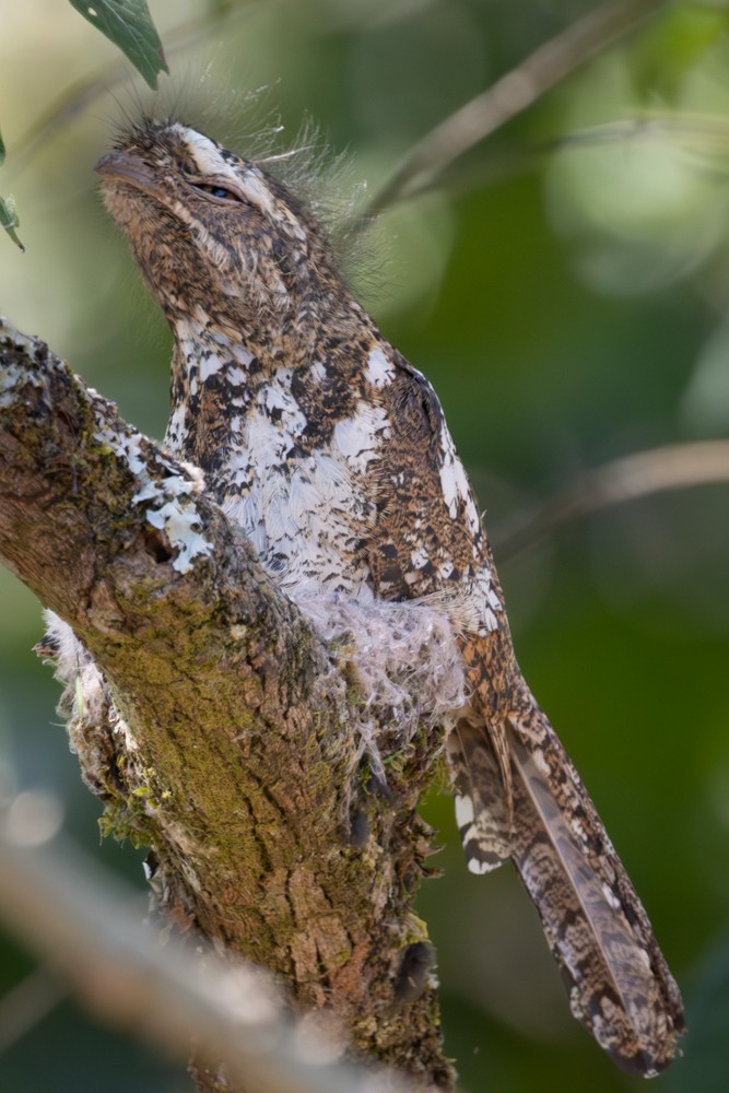 Hodgson's Frogmouth - ML645552155