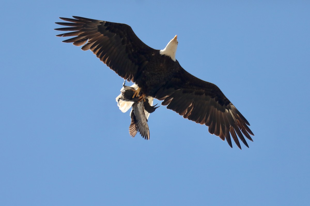 Bald Eagle - ML645552167