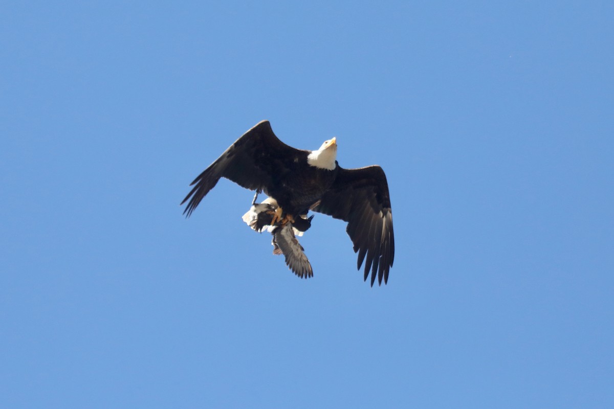 Bald Eagle - ML645552169