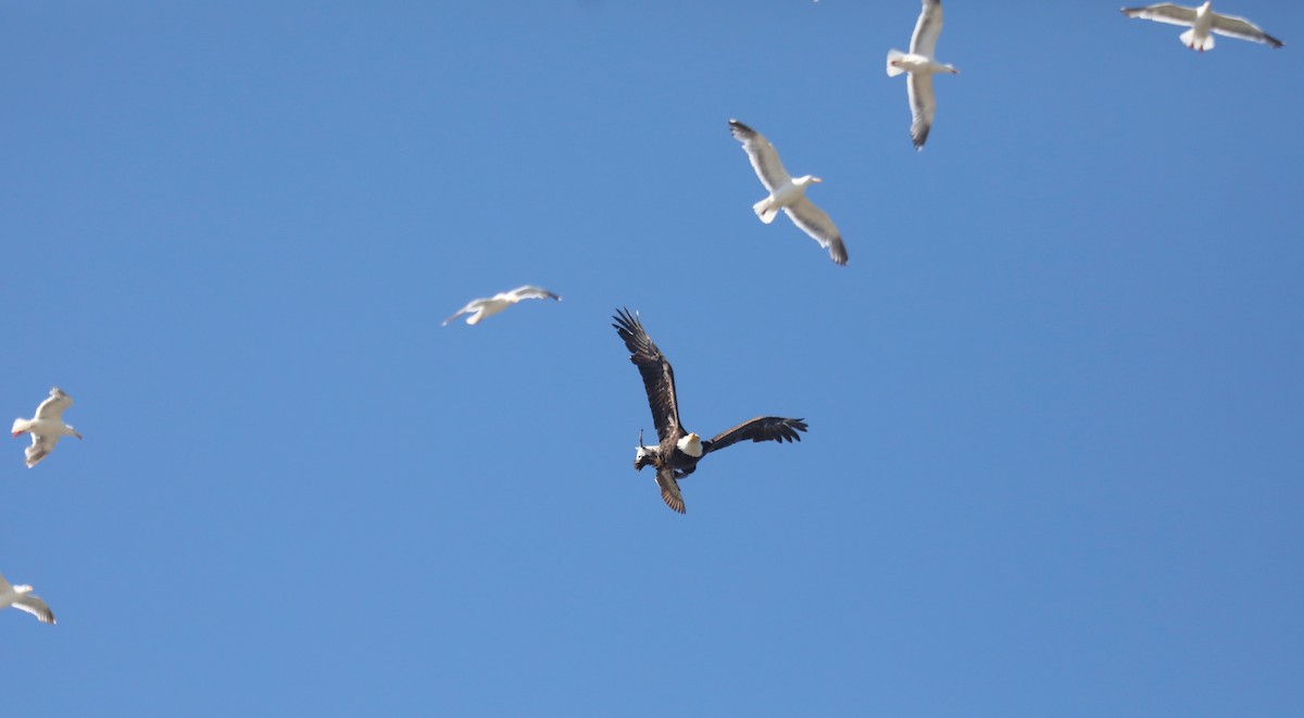 Bald Eagle - ML645552170