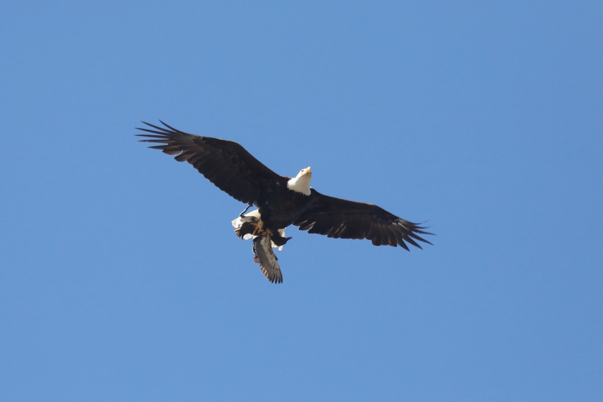Bald Eagle - ML645552171