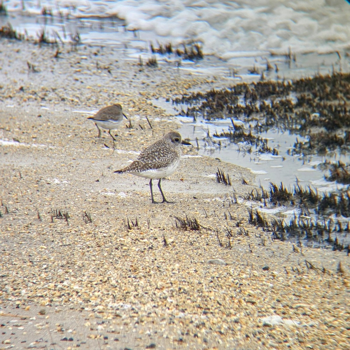 Black-bellied Plover - ML645552187