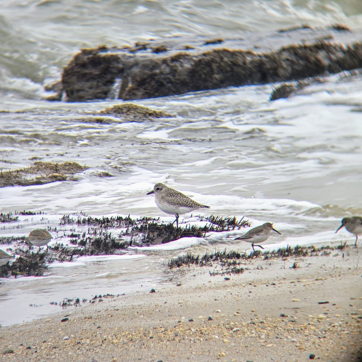 Black-bellied Plover - ML645552188
