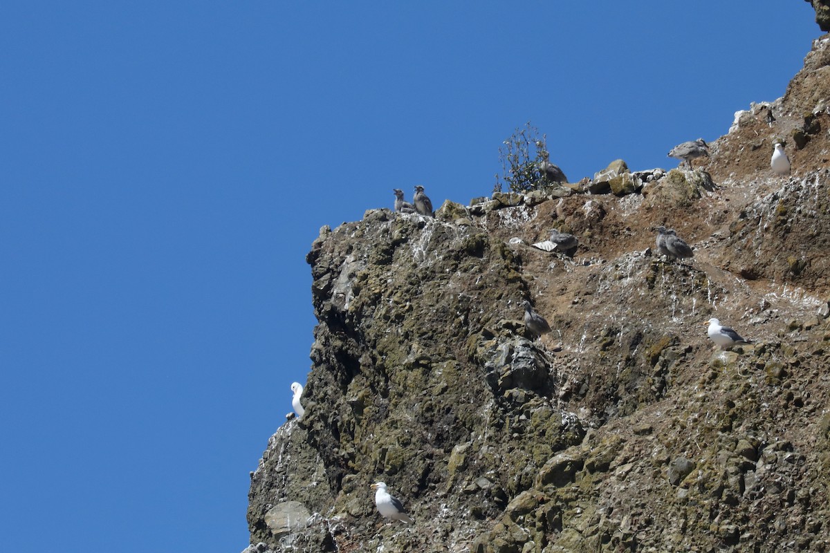 アメリカオオセグロカモメ - ML645552190