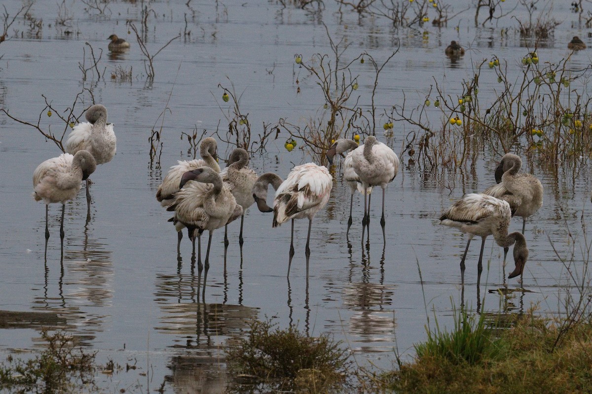 Zwergflamingo - ML645552198