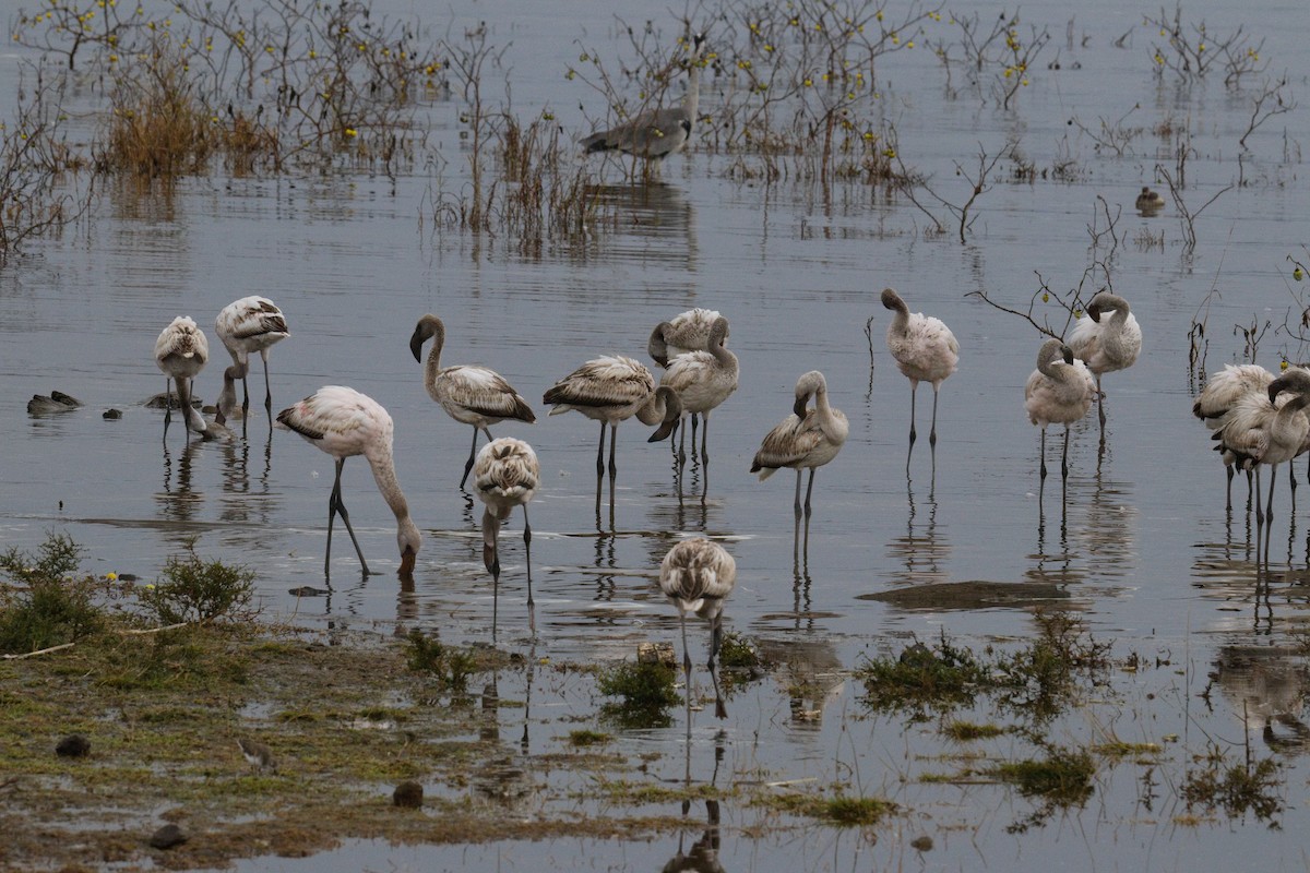 Zwergflamingo - ML645552200