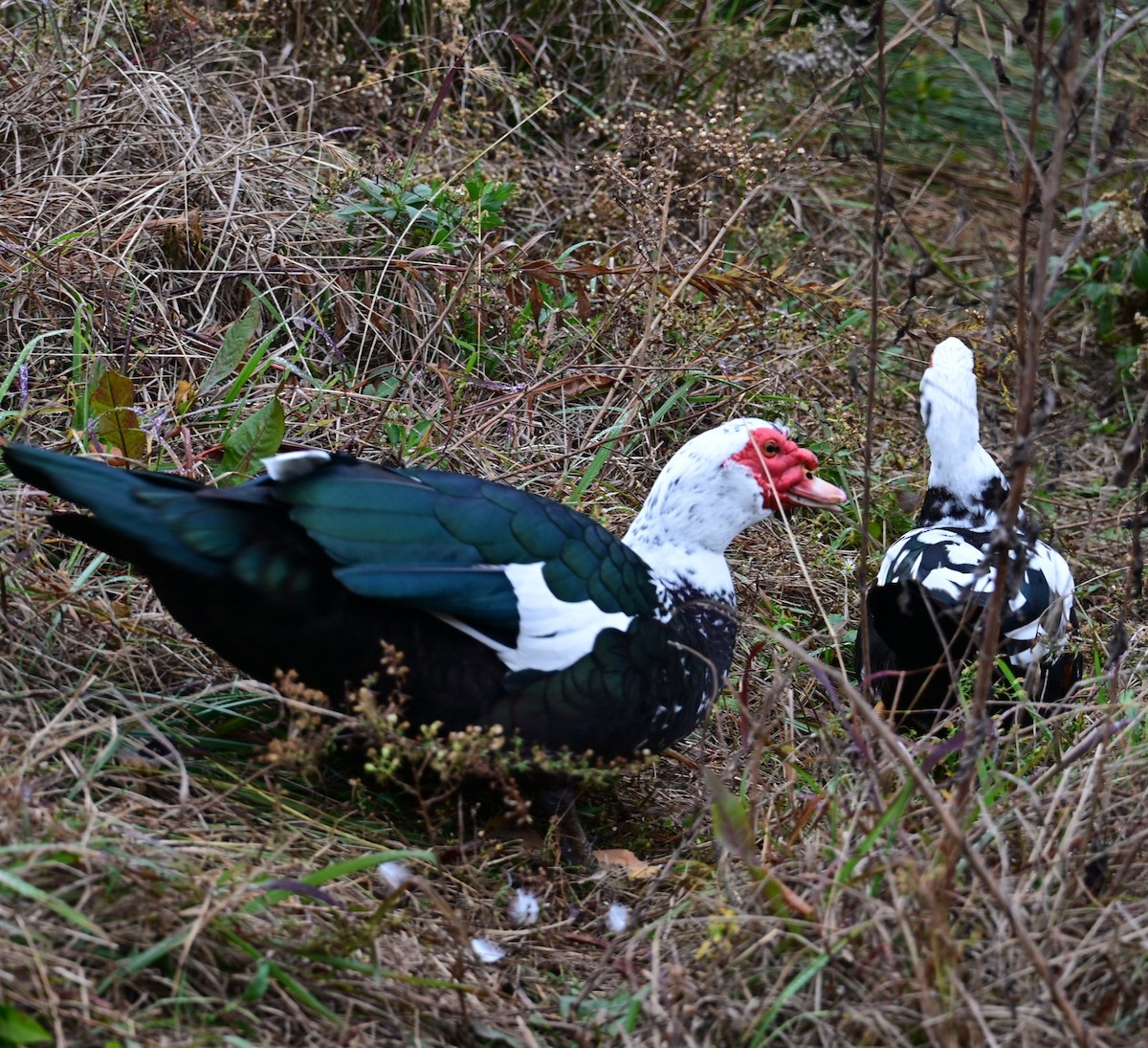 Canard musqué (forme domestique) - ML645552205