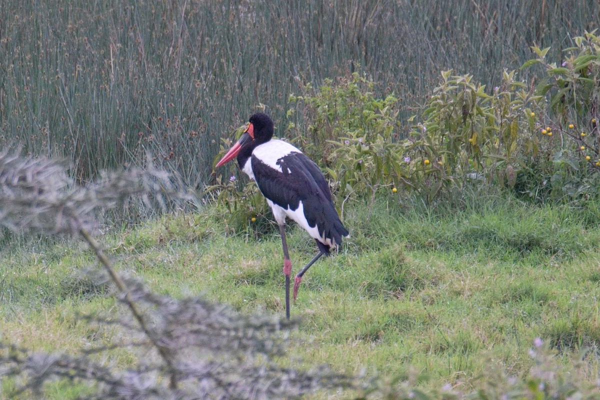 Saddle-billed Stork - ML645552222