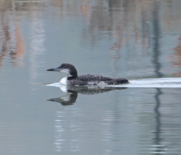 Plongeon huard - ML645552224