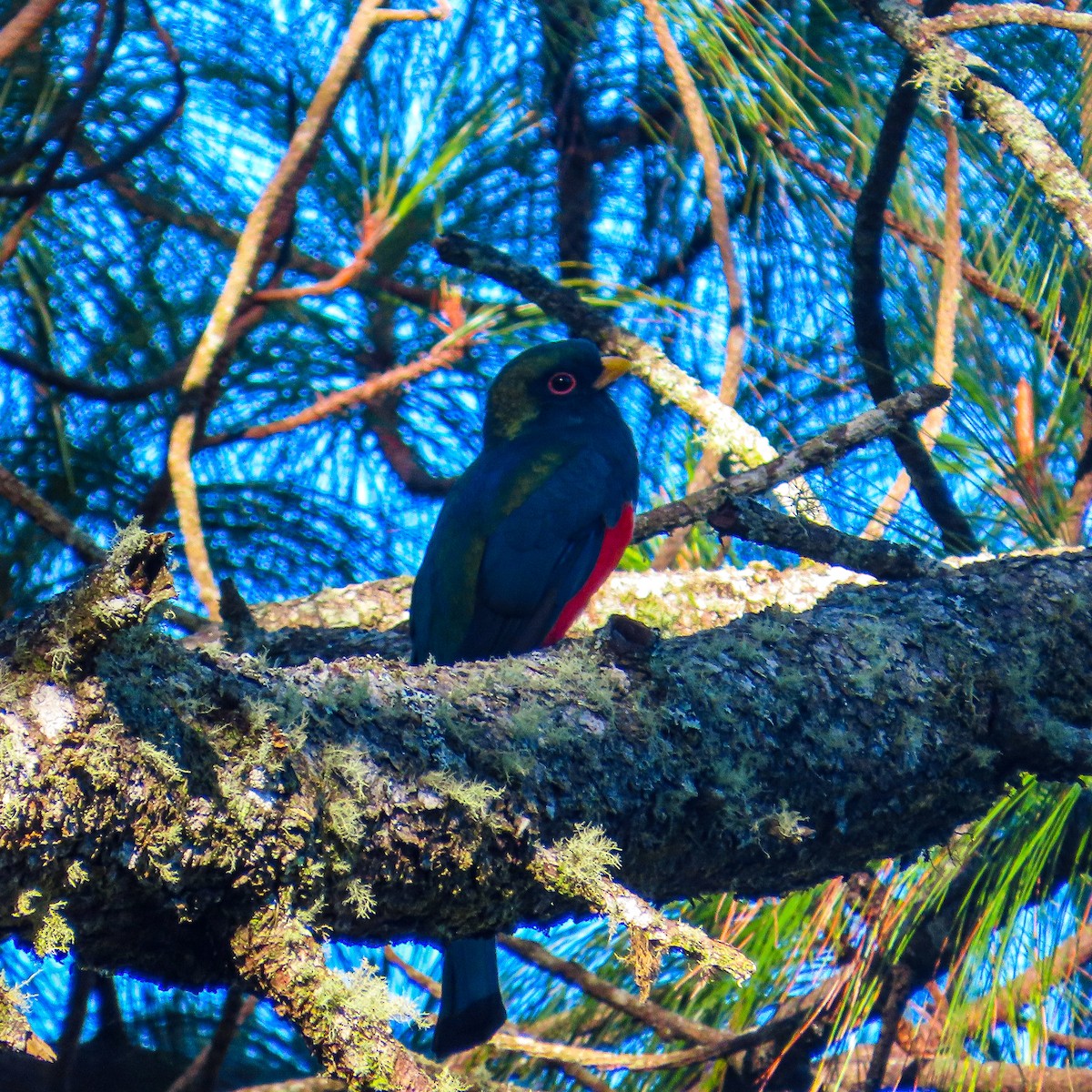 Mountain Trogon - ML645552231