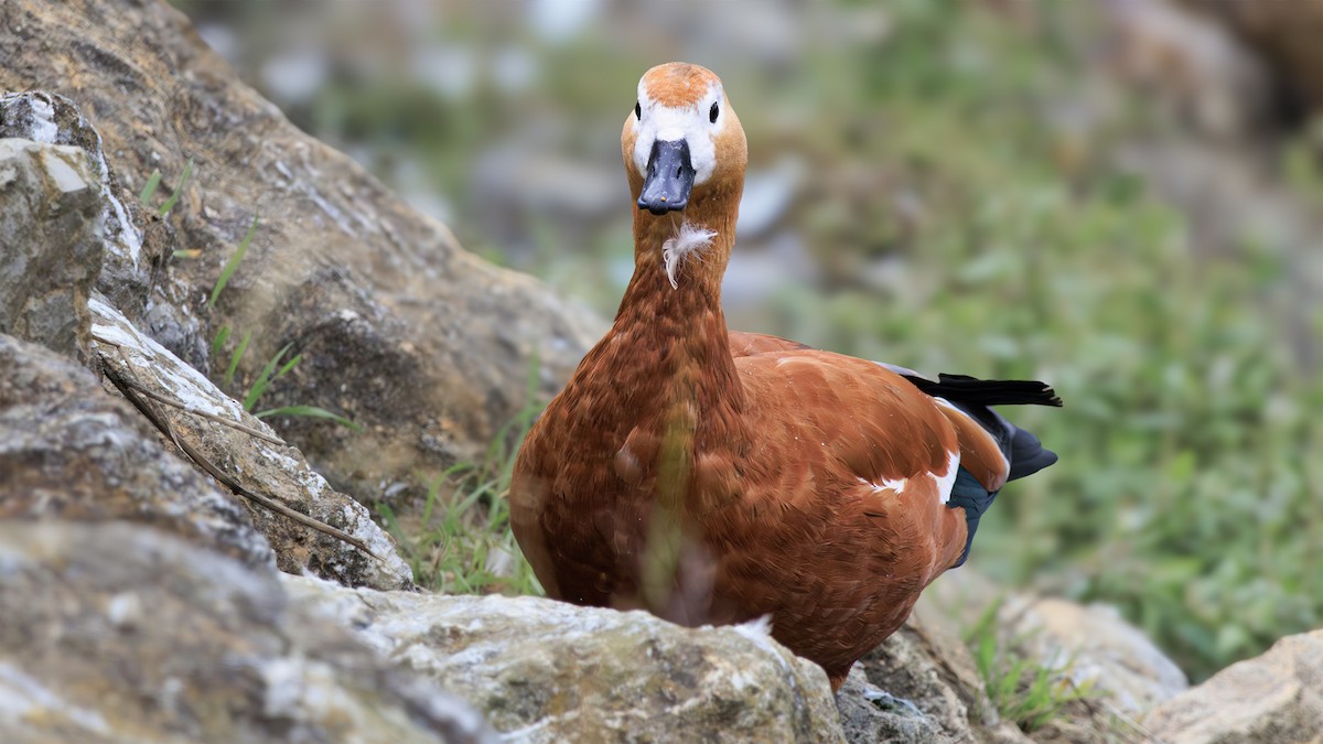 Ruddy Shelduck - ML645552235