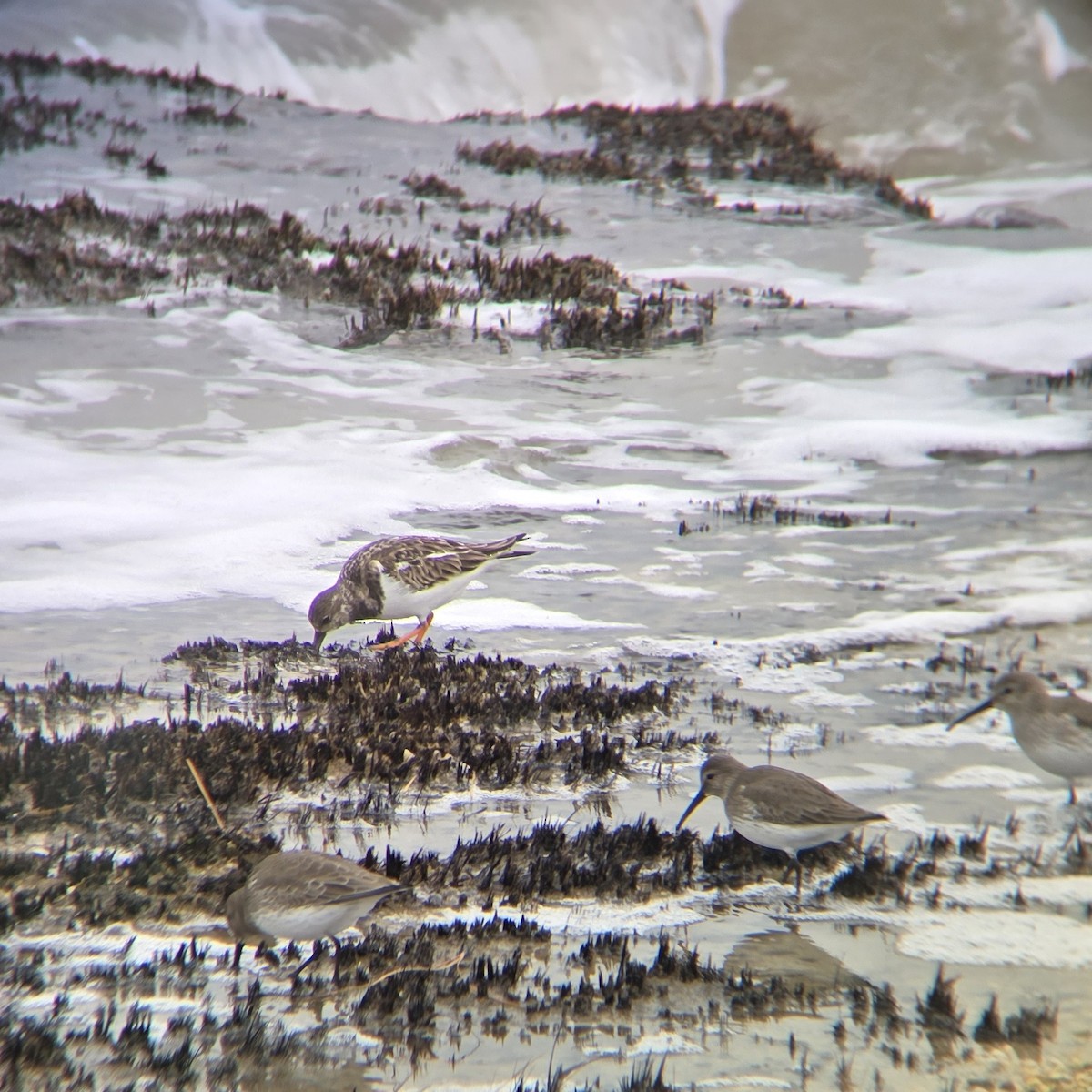 Ruddy Turnstone - ML645552236