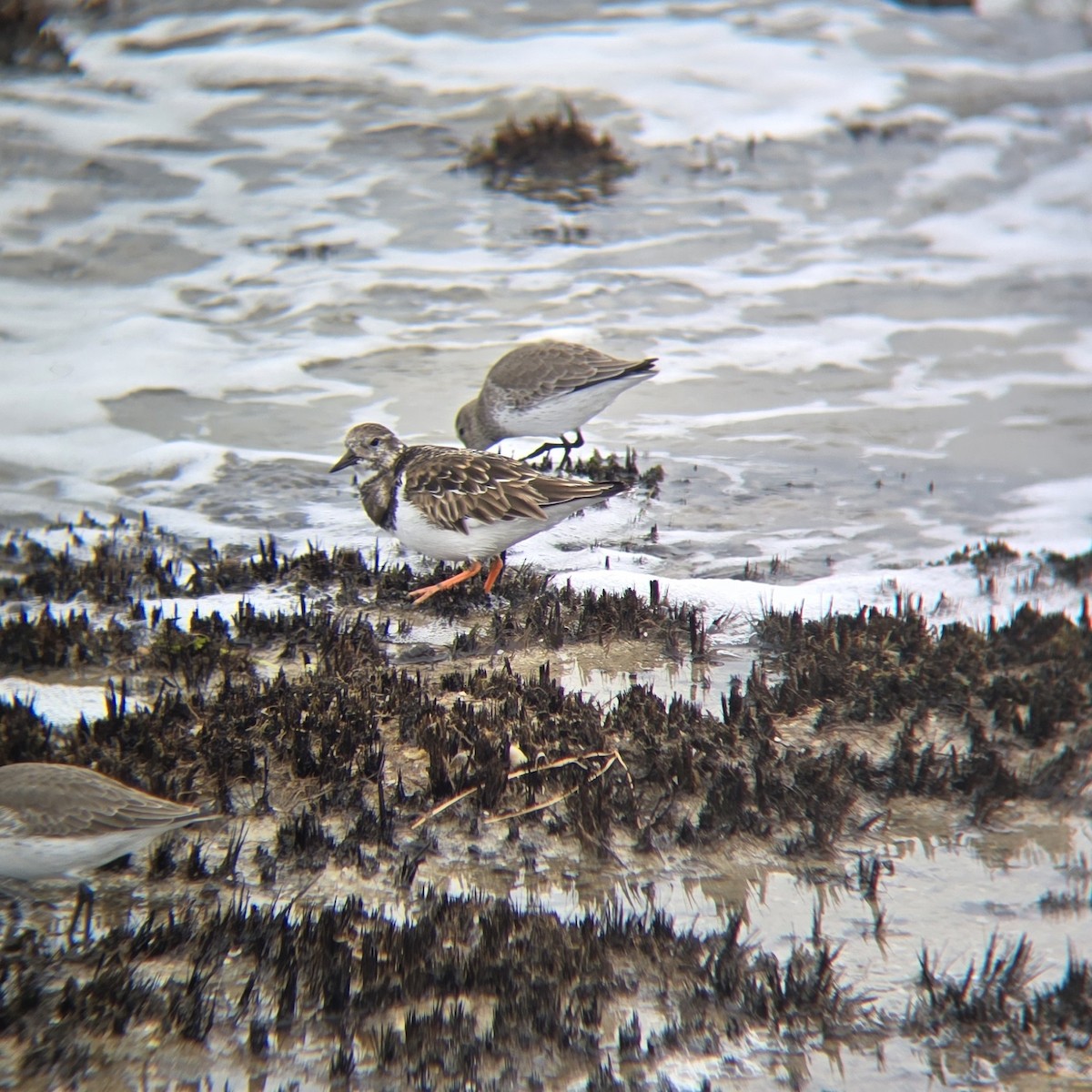 Ruddy Turnstone - ML645552237