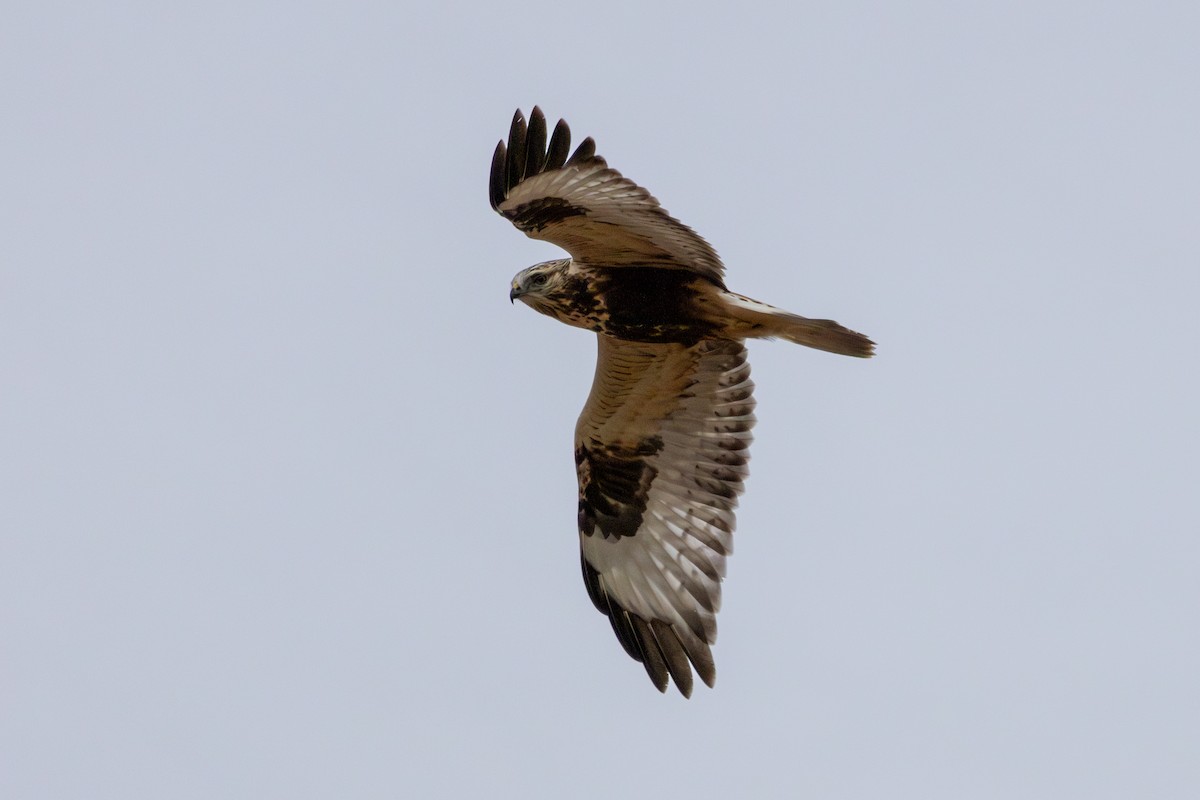 Rough-legged Hawk - ML645552238