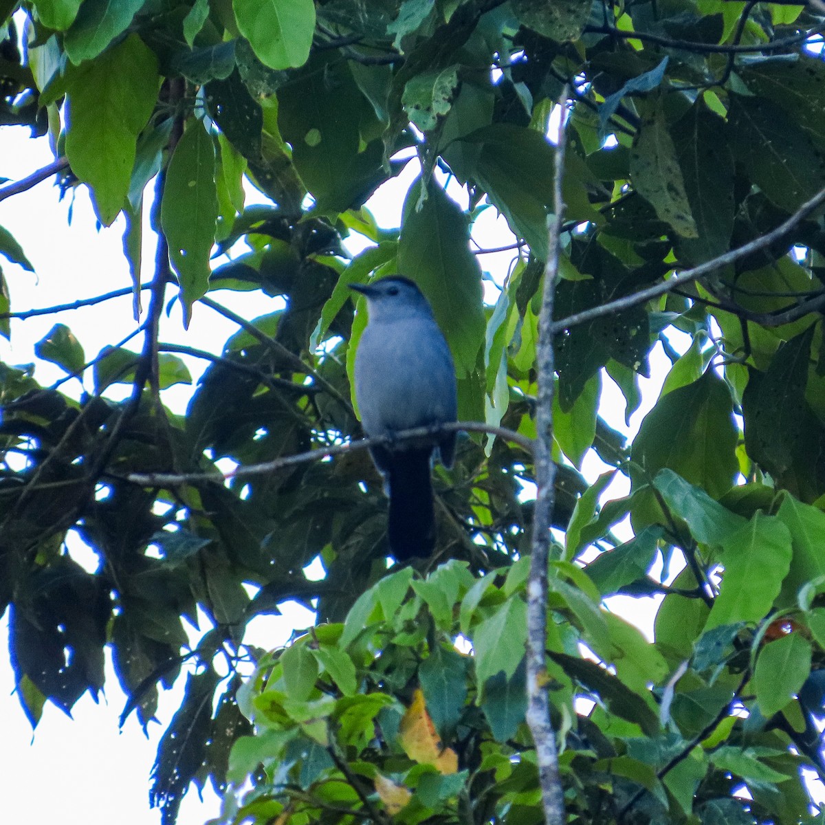 ימימן אמריקני - ML645552242
