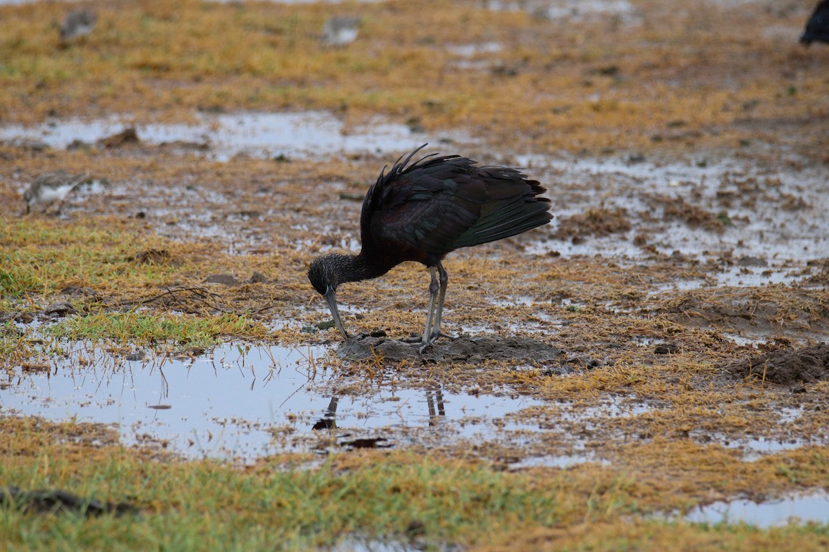 Glossy Ibis - ML645552244
