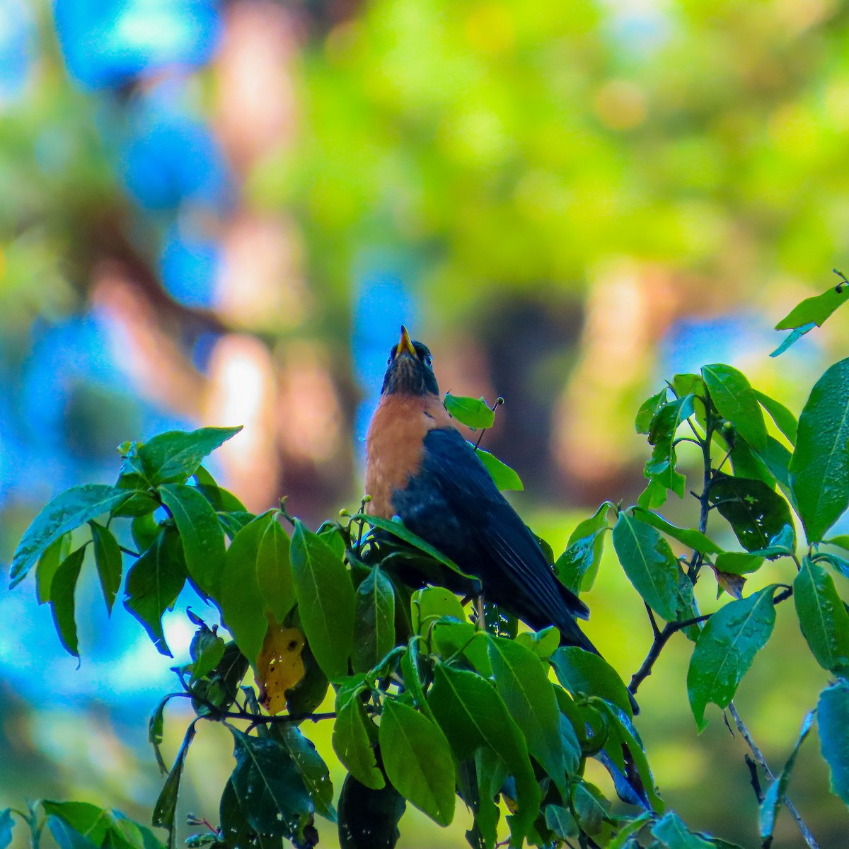 Rufous-collared Robin - ML645552252
