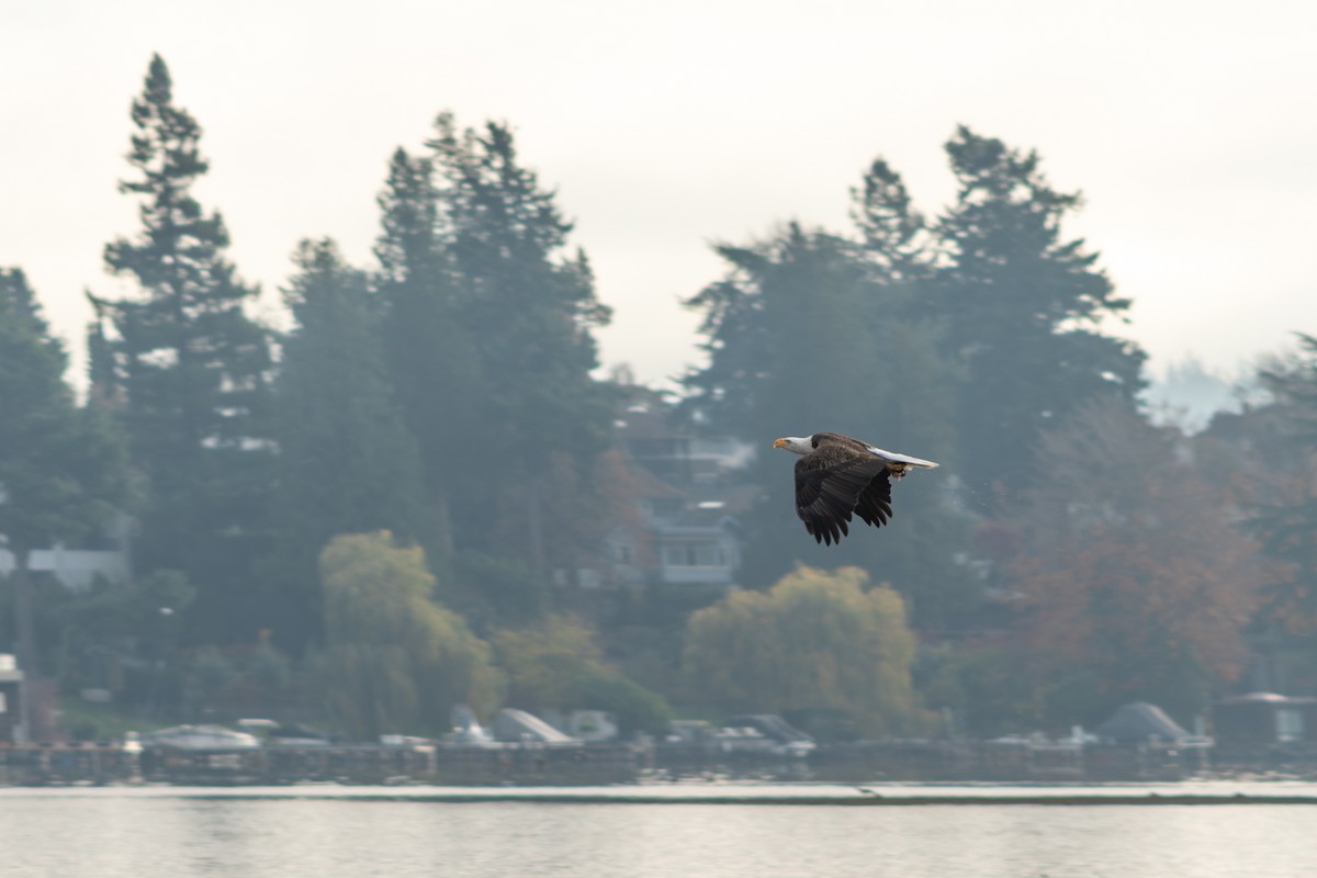 Bald Eagle - ML645552254