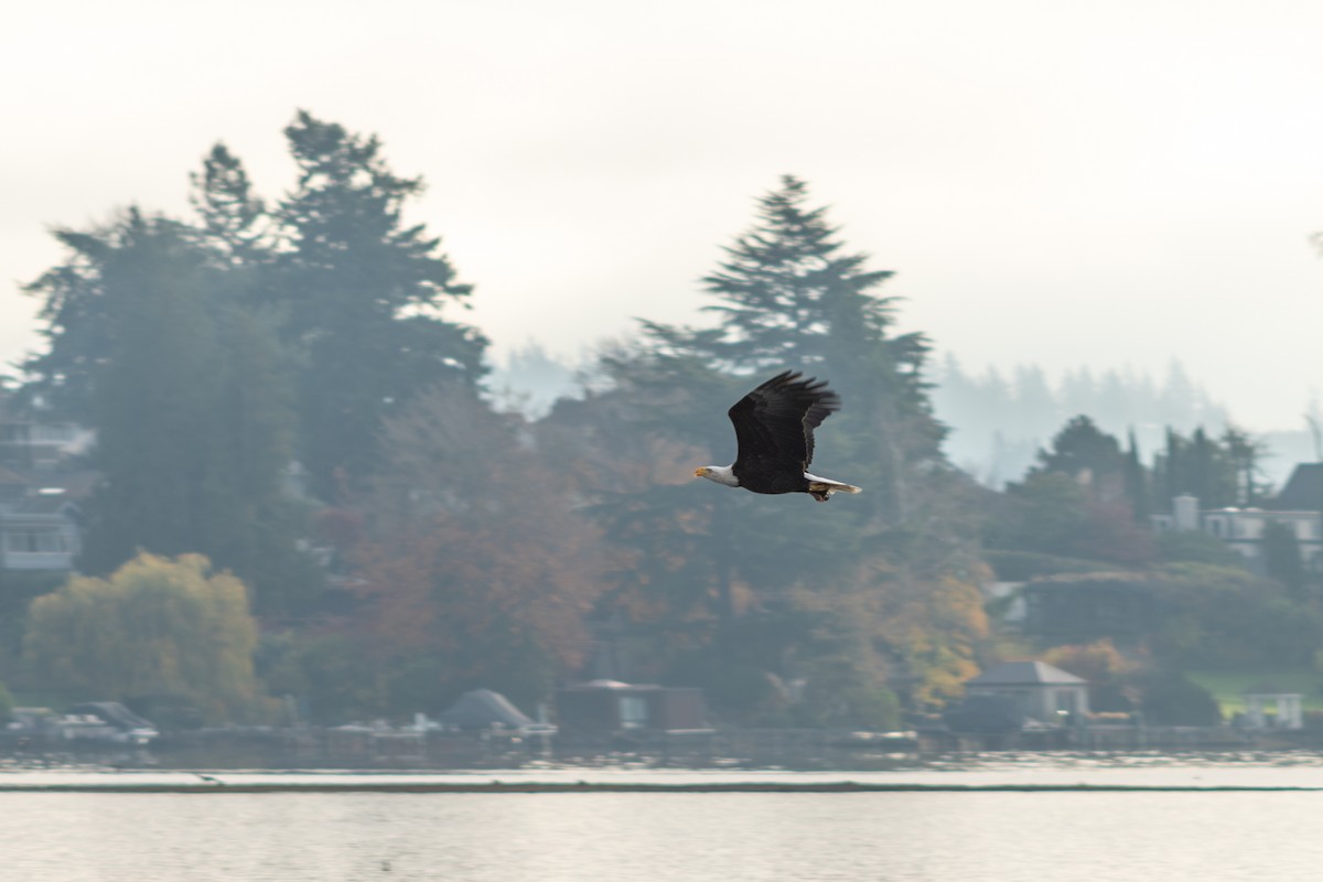Bald Eagle - ML645552255