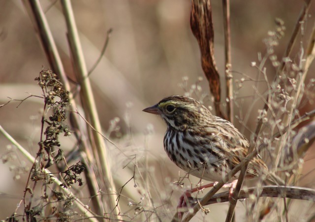 Savannah Sparrow - ML645552266