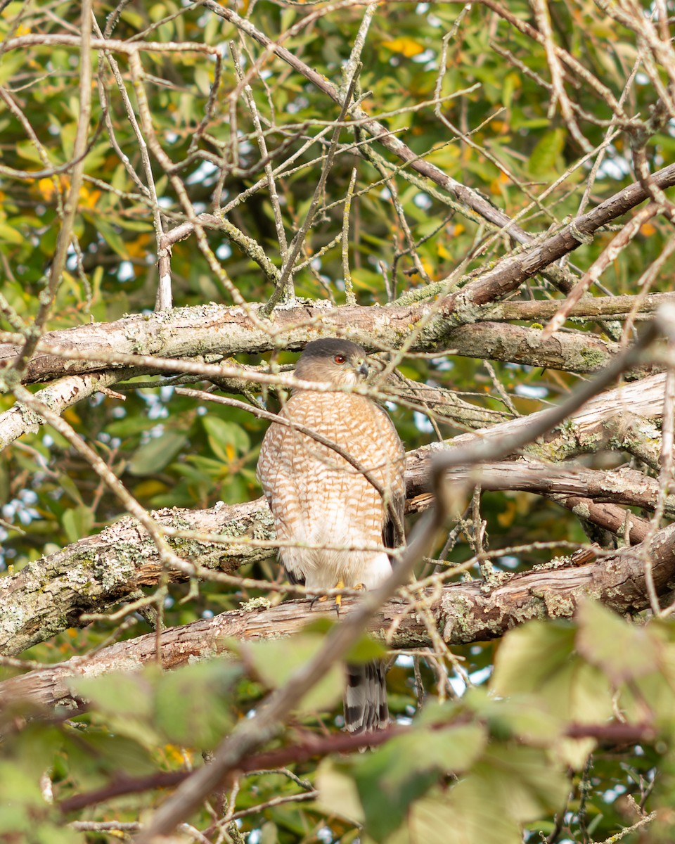 Cooper's Hawk - ML645552269