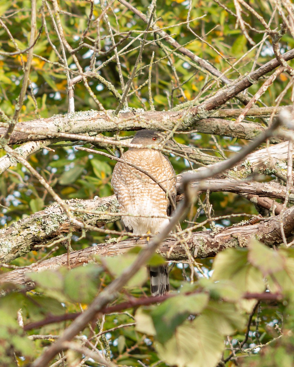 Cooper's Hawk - ML645552270