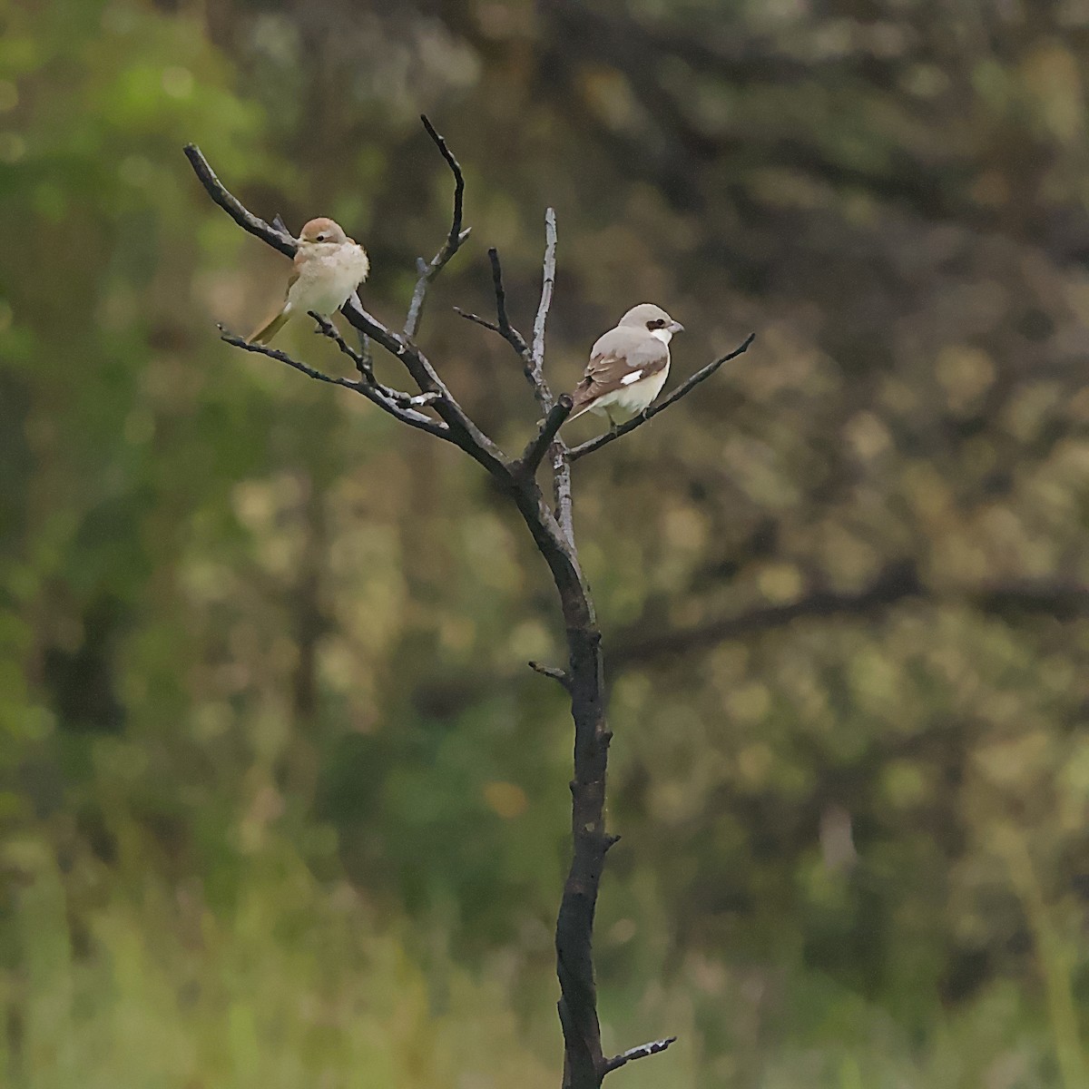 Schwarzstirnwürger - ML645552279