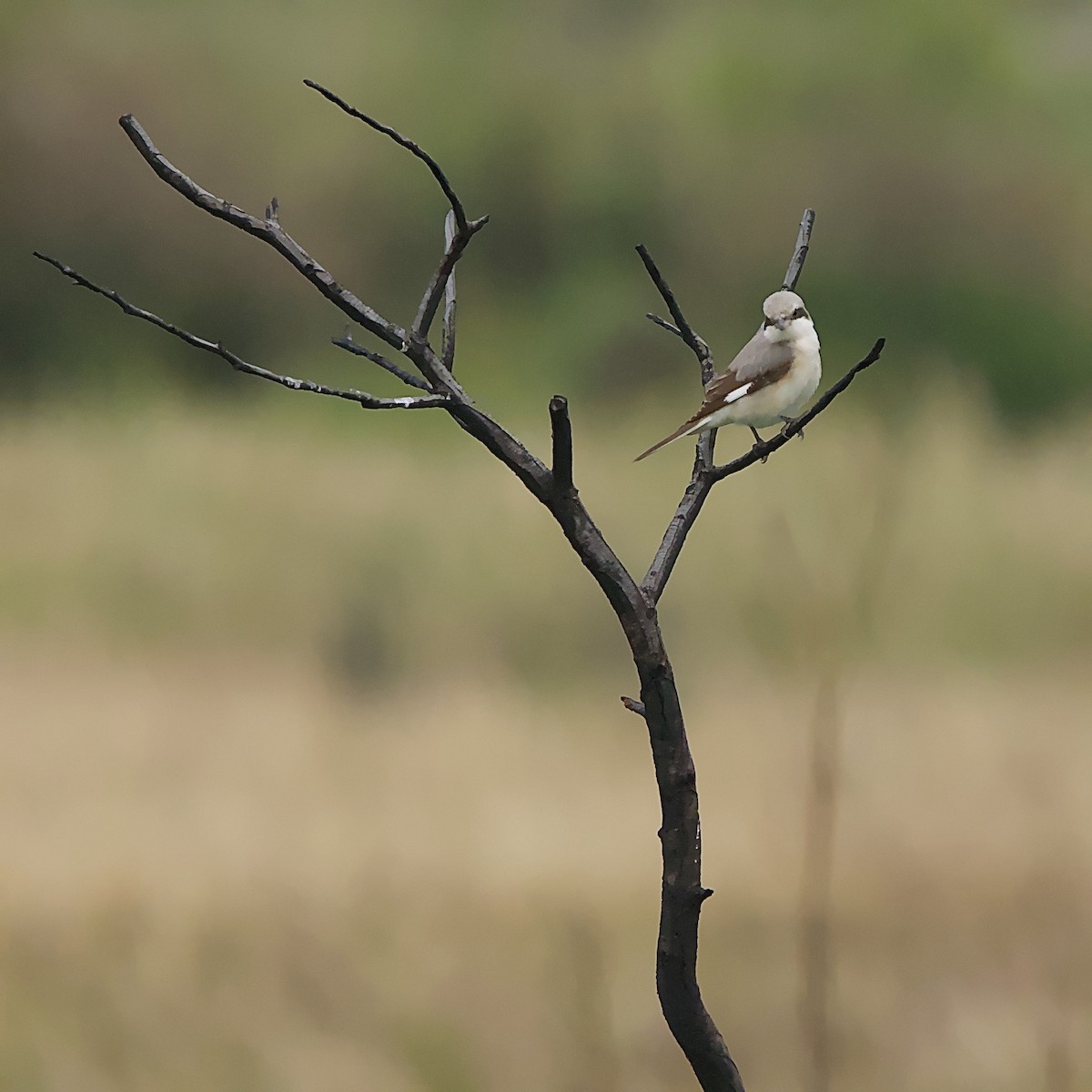 Schwarzstirnwürger - ML645552280