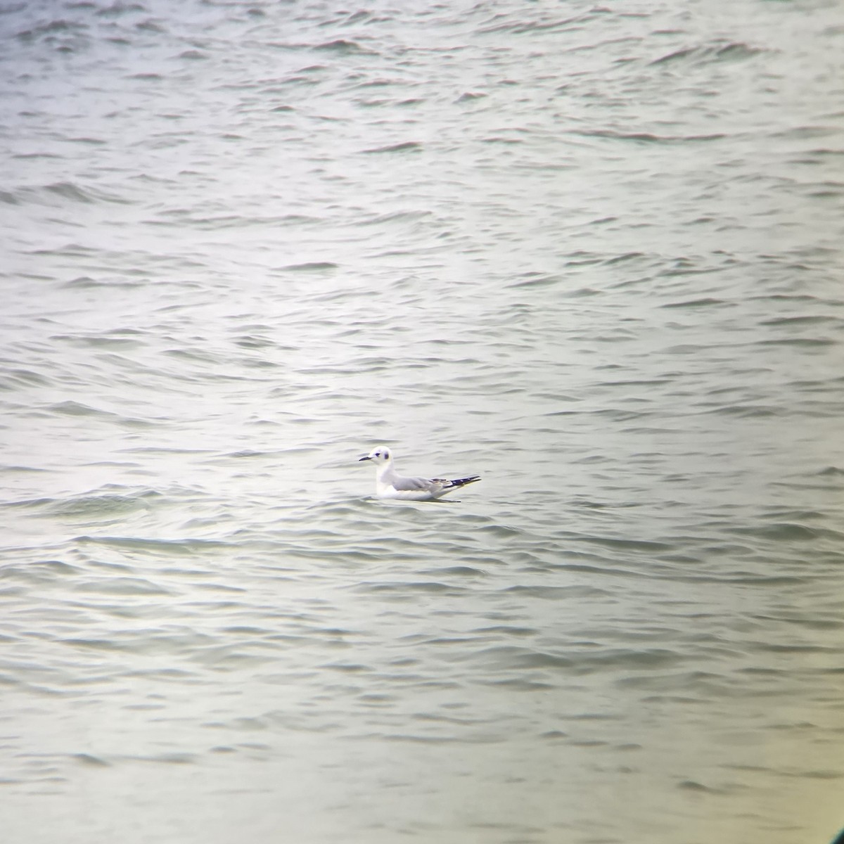 Bonaparte's Gull - ML645552286