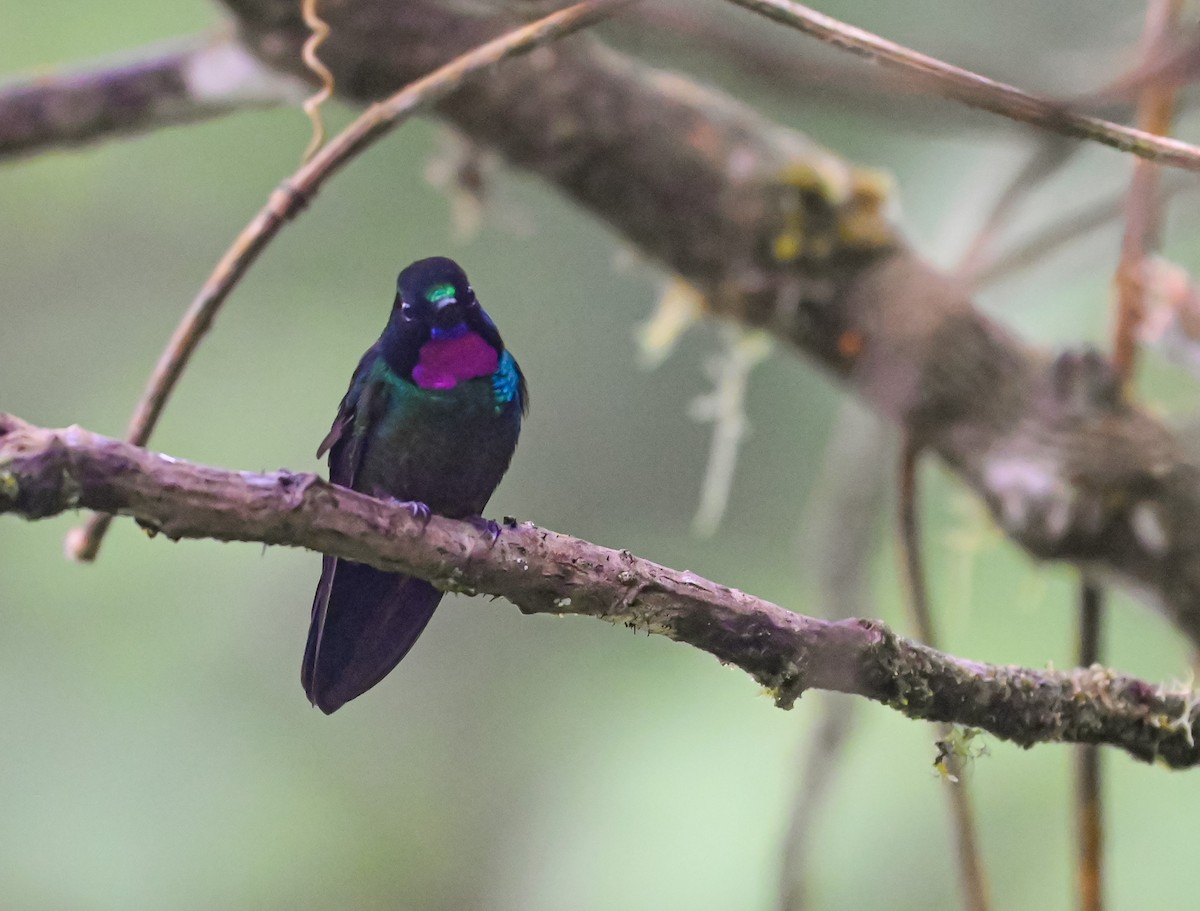 Tourmaline Sunangel - ML645552290