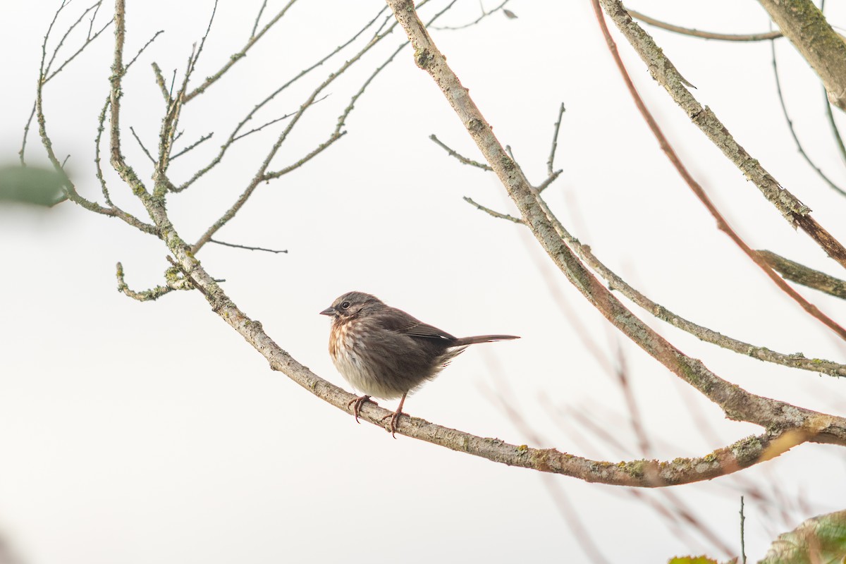 Song Sparrow - ML645552294