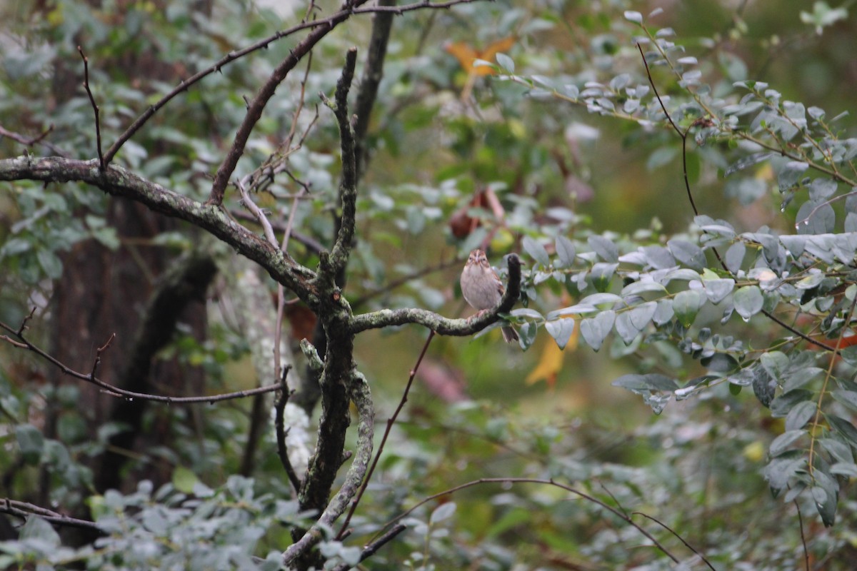 Savannah Sparrow - ML645552296
