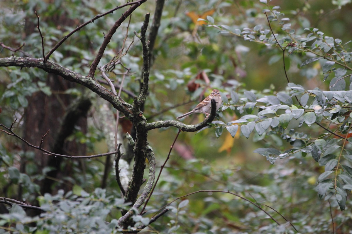 Savannah Sparrow - ML645552297